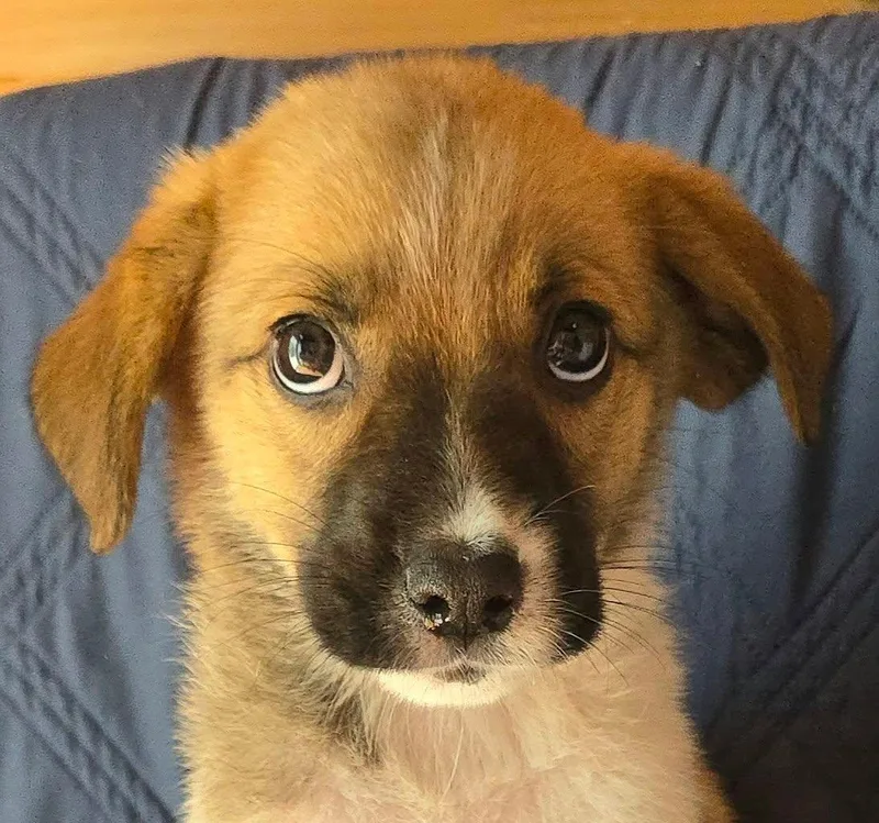 A baby medium-sized female Tricolor (Brown, Black, & White) Beagle dog named Papaya for adoption in Newport, TN