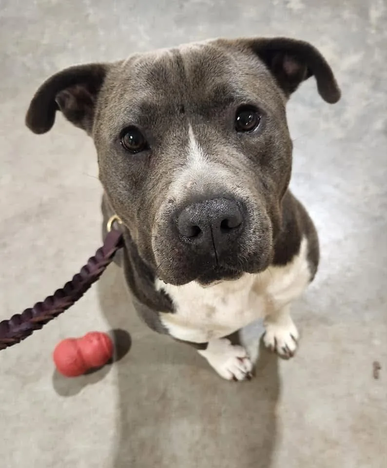 Cheeseburger thumbnail 2