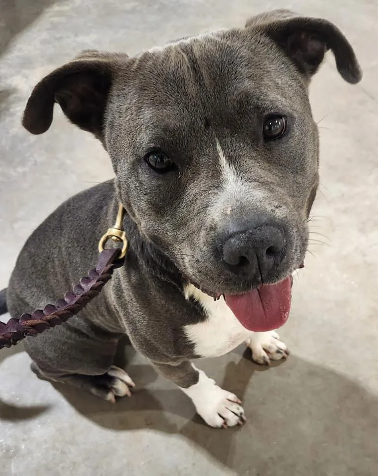 Cheeseburger thumbnail 3