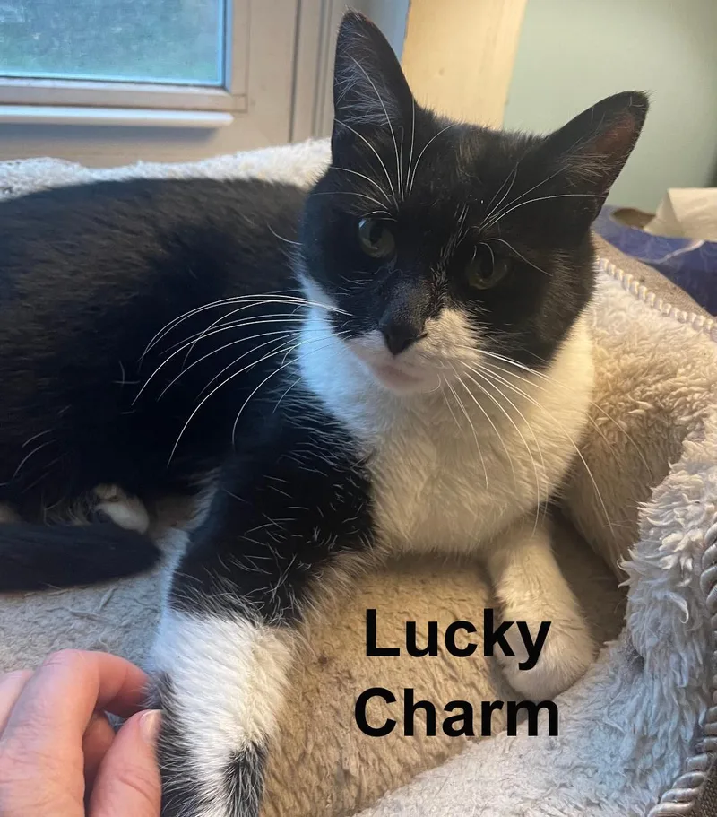 Lucky Charm Gil. thumbnail 2