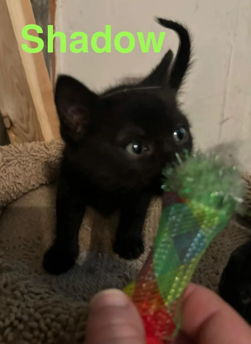 A baby small-sized male Black Domestic Short Hair cat named Shadow for adoption in Sicklerville , NJ