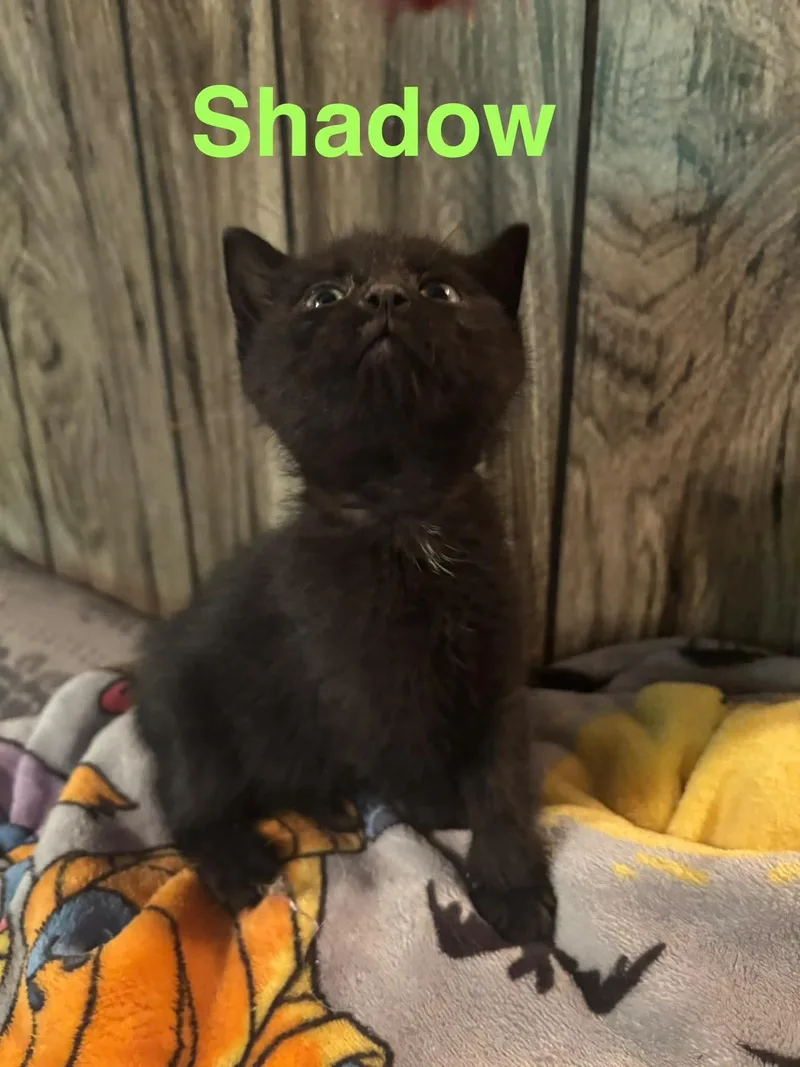 Shadow thumbnail 2
