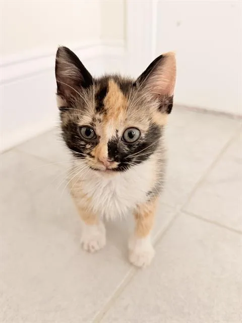 A baby small-sized female Domestic Short Hair cat named Penelope for adoption in Charlotte, NC