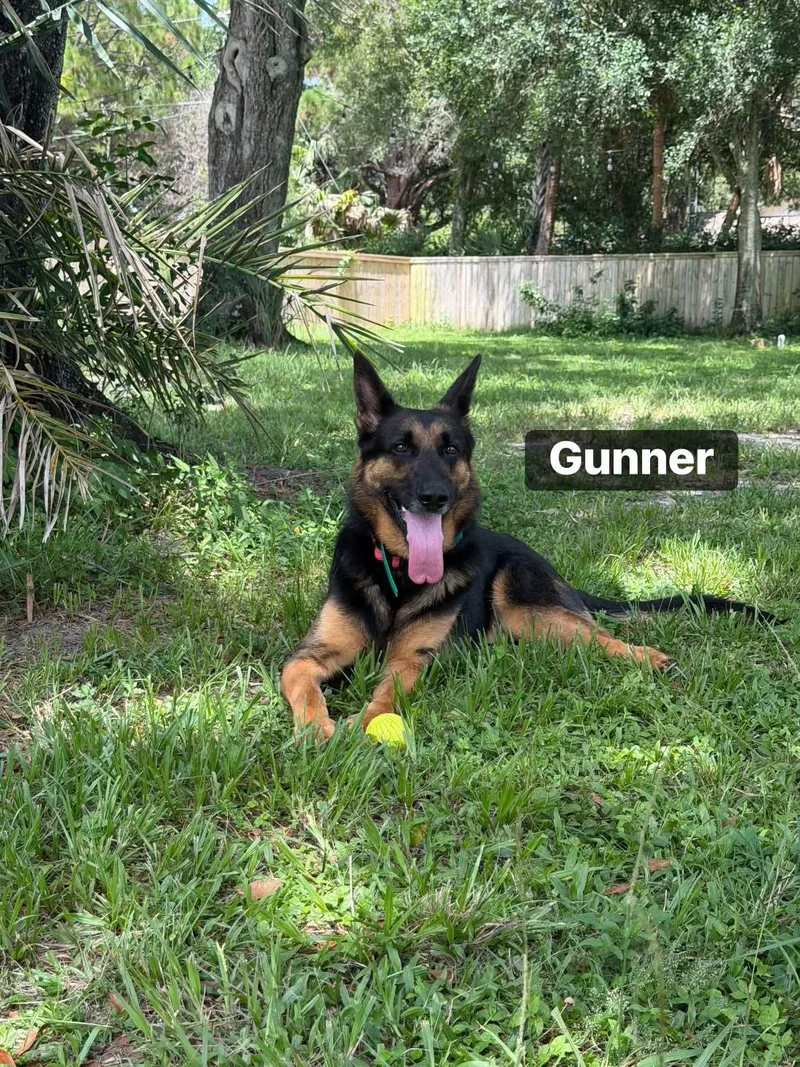 An adult medium-sized male Bicolor German Shepherd Dog dog named Gunner for adoption in Port Saint Lucie, FL