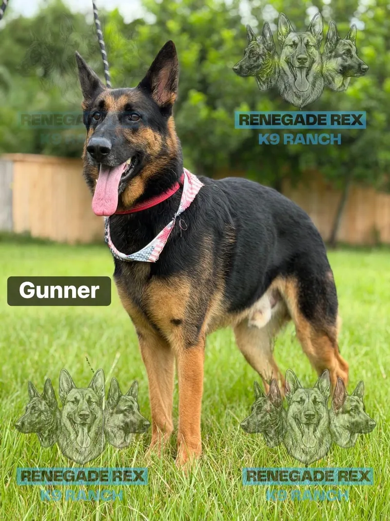 Gunner thumbnail 2