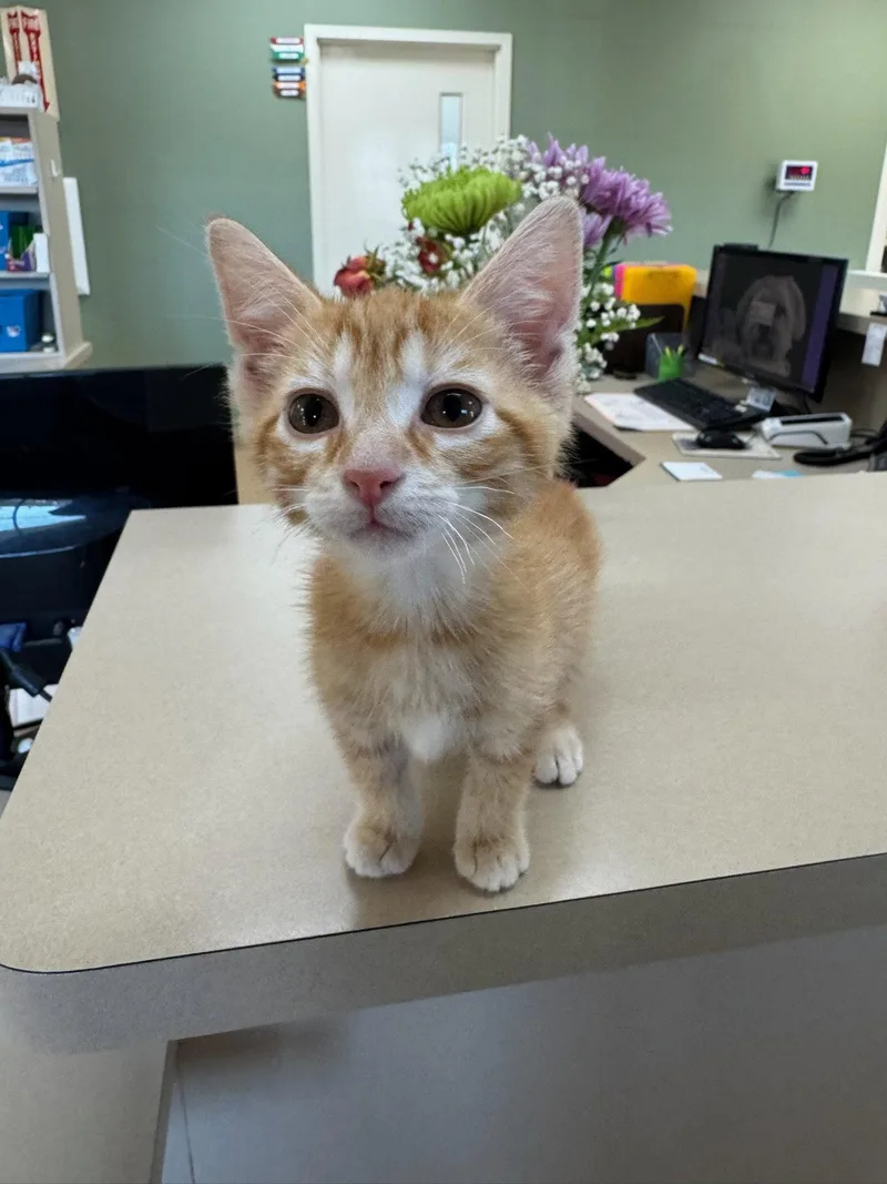 A baby small-sized male Domestic Short Hair cat named Mango for adoption in Mattoon, IL