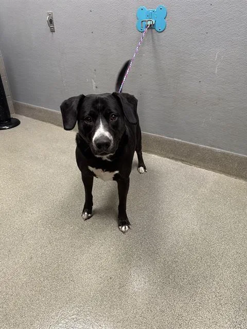An adult large-sized male Pit Bull Terrier dog named Zeus for adoption in Las Vegas, NV