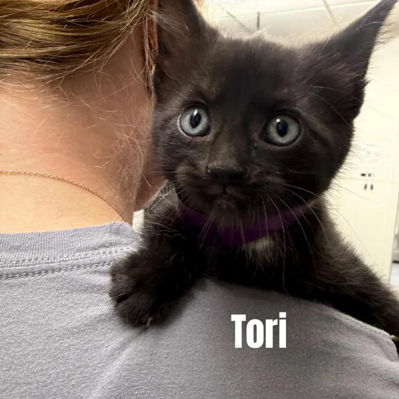 A baby small-sized female Black Domestic Short Hair cat named Tori Meet me at for adoption in Buffalo, MN
