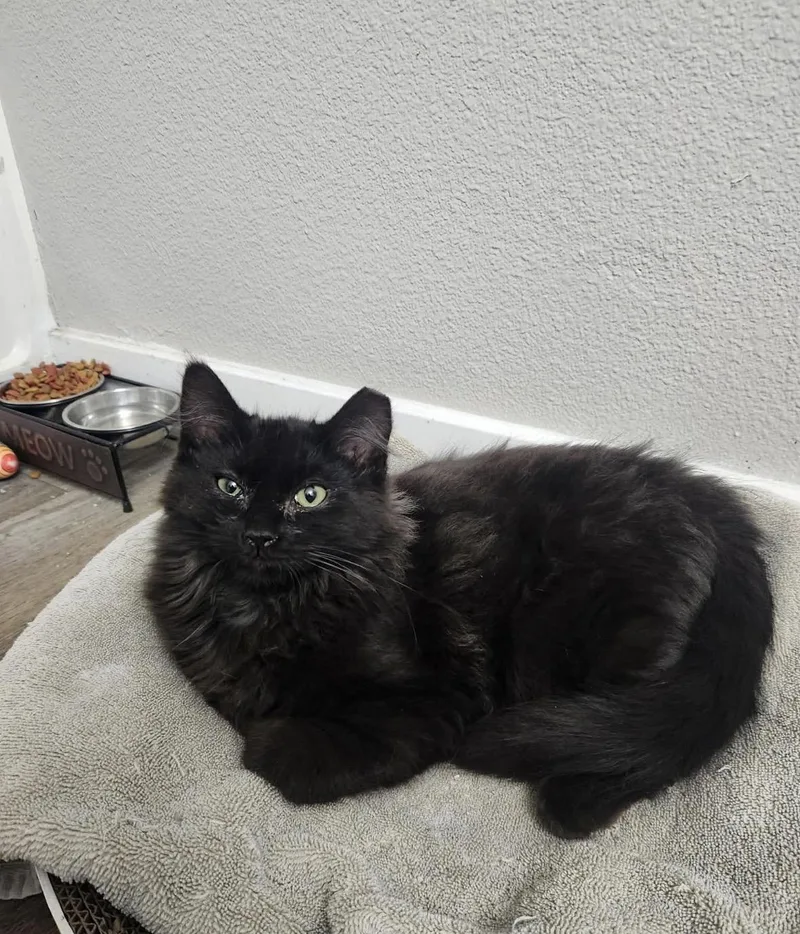A young medium-sized male Black Domestic Medium Hair cat named Jackson for adoption in Tucson, AZ