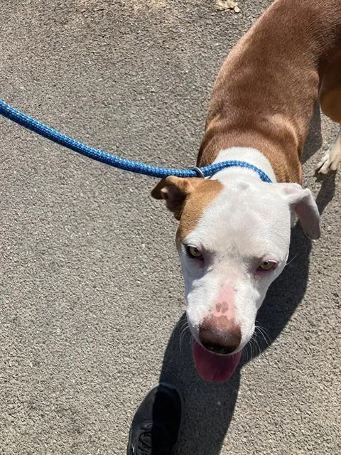 A young medium-sized female Mixed Breed dog named Marionette for adoption in Dallas, TX