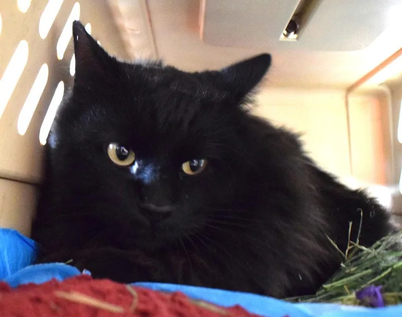A young medium-sized male Domestic Medium Hair cat named Midnight for adoption in Pahrump, NV