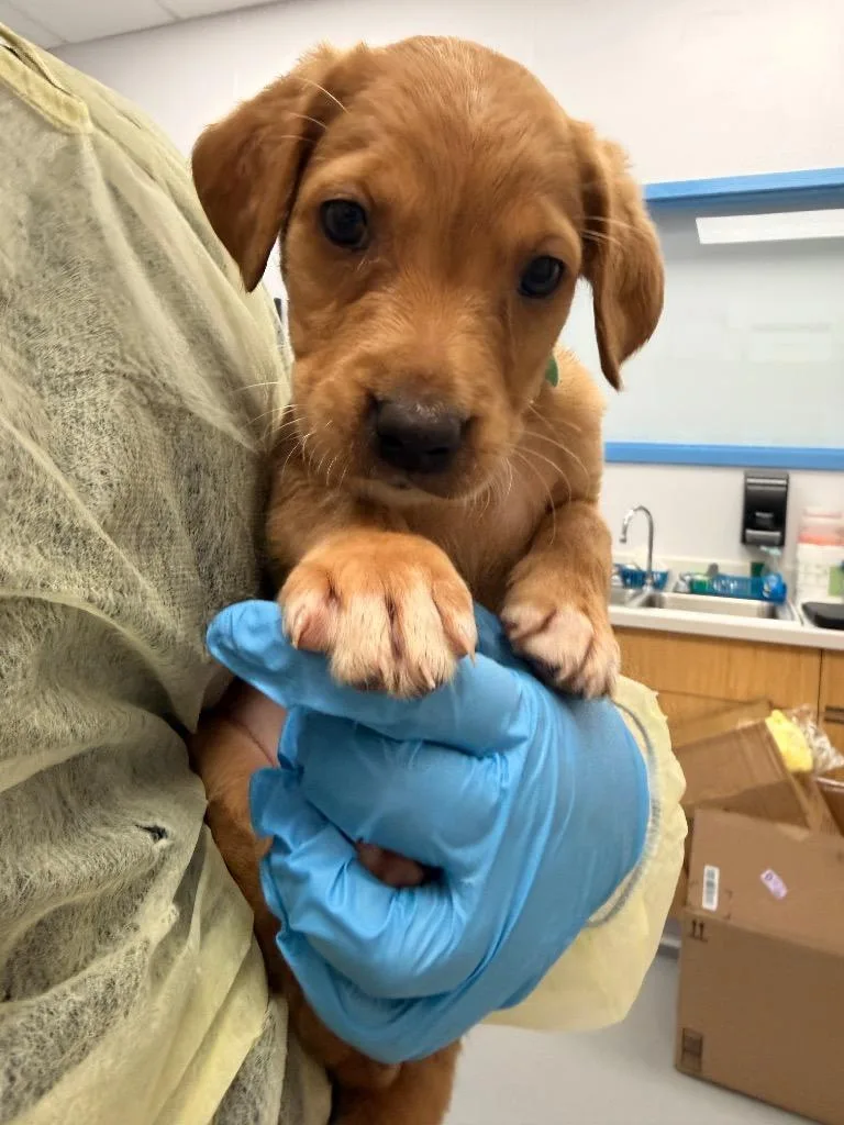 A baby small-sized male Labrador Retriever dog named Blue for adoption in Hartsville, SC