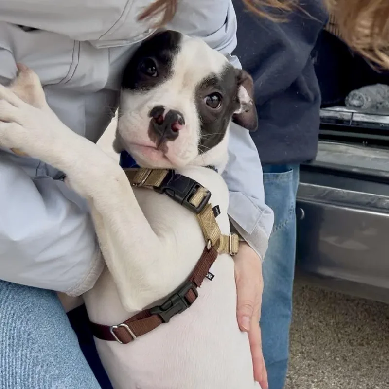 A baby medium-sized male White / Cream Terrier dog named Buzz for adoption in Chicago, IL