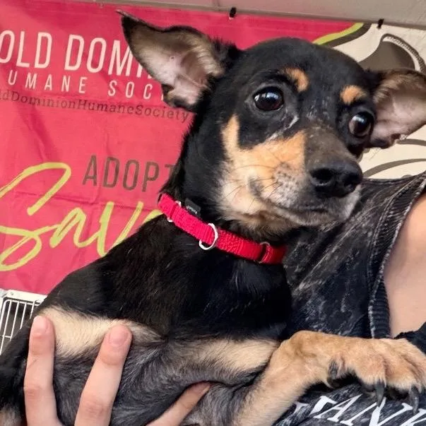 A senior small-sized female Black Mixed Breed dog named Dublin for adoption in Fredericksburg, VA