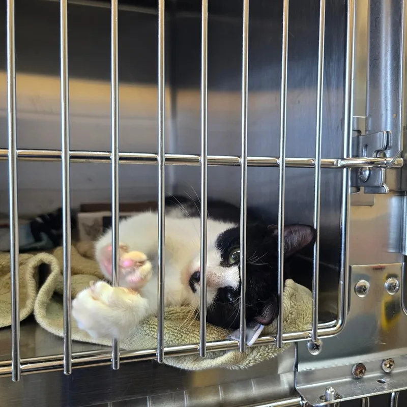 A baby medium-sized male Black Domestic Short Hair cat named Hercules for adoption in Naples, FL
