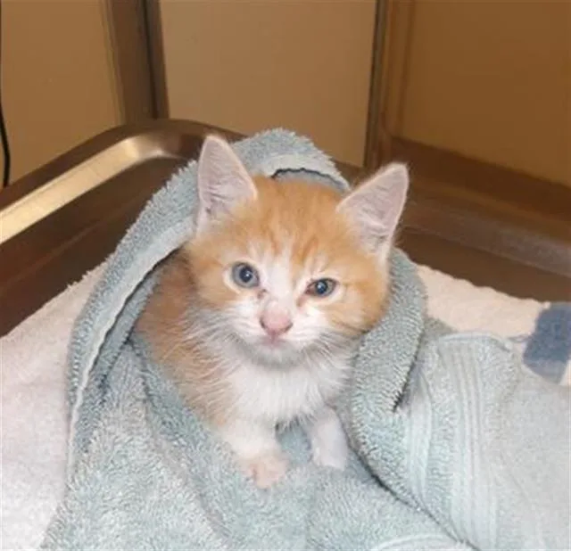 A baby small-sized male Domestic Short Hair cat named Newton for adoption in Santa Rosa, CA
