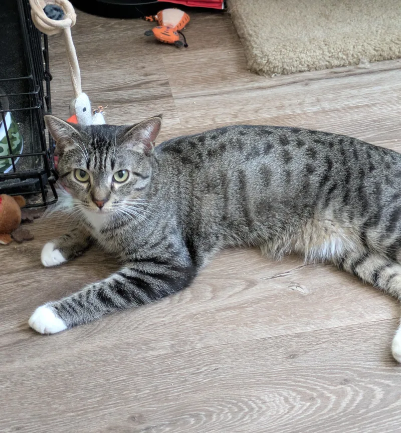 An adult medium-sized male Tabby (Leopard / Spotted) Domestic Short Hair cat named Rocky for adoption in Walnut, CA