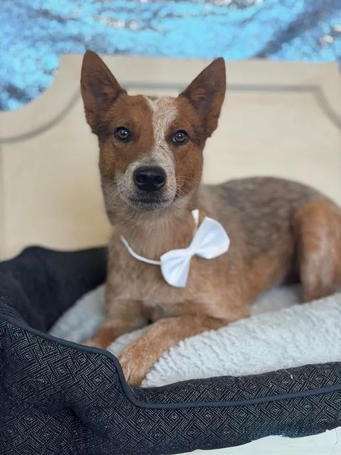 A young medium-sized male Australian Cattle Dog / Blue Heeler dog named Todd for adoption in Fairfield, CA