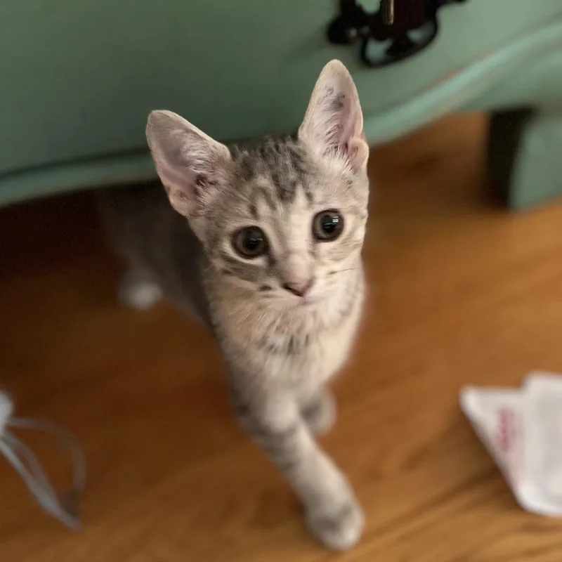 A baby small-sized female Gray / Blue / Silver Domestic Short Hair cat named Ms. Scarlett for adoption in St. Paul, MN