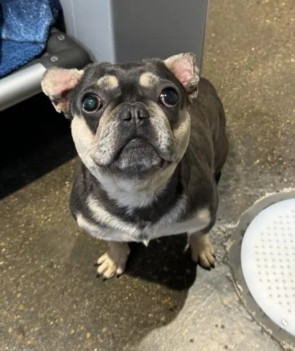 An adult small-sized female French Bulldog dog named Minnie for adoption in Oceanside, CA