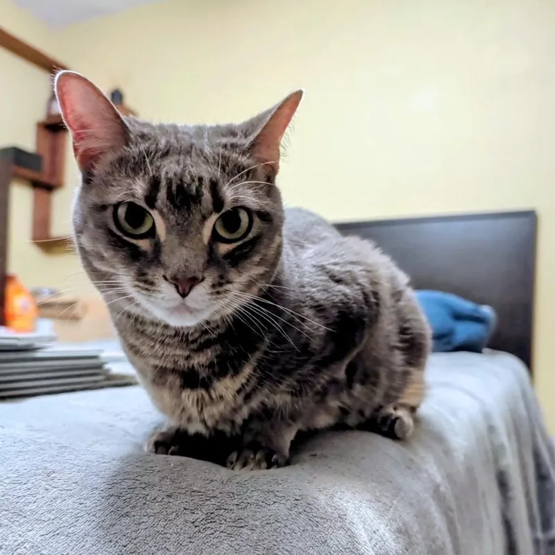 An adult medium-sized female Domestic Short Hair cat named Lana for adoption in Woodstock, GA