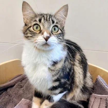 A young medium-sized female Tabby (Brown / Chocolate) Domestic Medium Hair cat named Sissy for adoption in Santa Cruz, CA