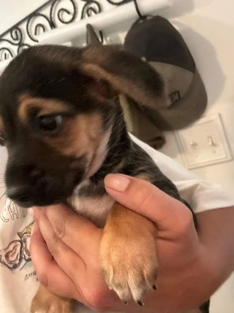 A baby small-sized female Chihuahua dog named Lucy for adoption in Matthews, NC