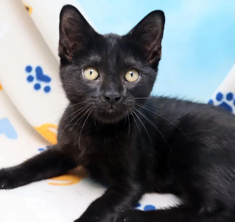 A baby medium-sized male Black Domestic Short Hair cat named Cumin for adoption in Tierra Verde, FL