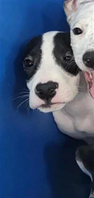 A baby large-sized male Mixed Breed dog named Merlot for adoption in Dallas, TX