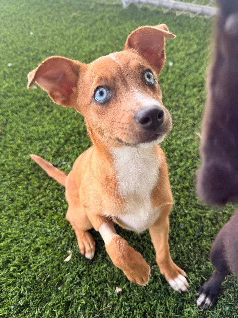 A baby medium-sized female Mixed Breed dog named Andy for adoption in Brooklyn, NY