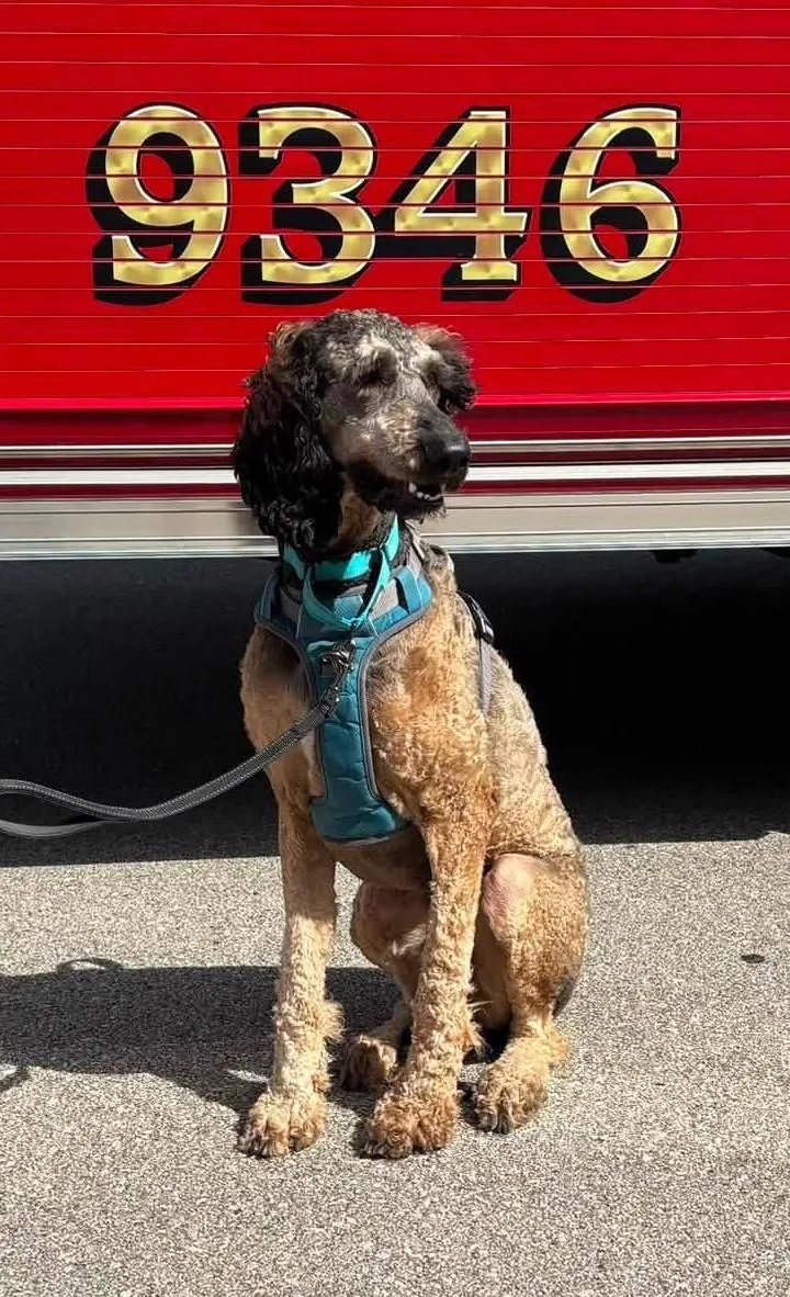 An adult large-sized male Bicolor Goldendoodle dog named Oaklee for adoption in Appleton, WI