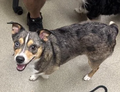 An adult medium-sized male Mixed Breed dog named Pluto for adoption in Palm Coast, FL