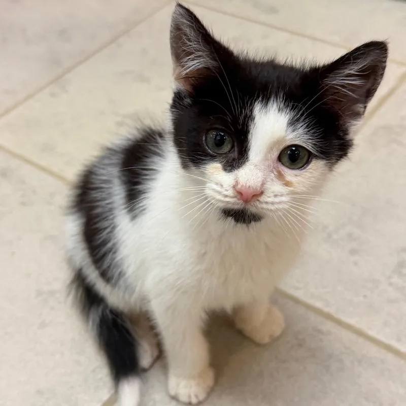 A baby small-sized male Black Domestic Short Hair cat named Theodore for adoption in Columbus, GA