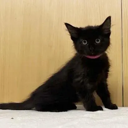 A baby small-sized female Domestic Medium Hair cat named Canberra for adoption in Saint Louis, MO