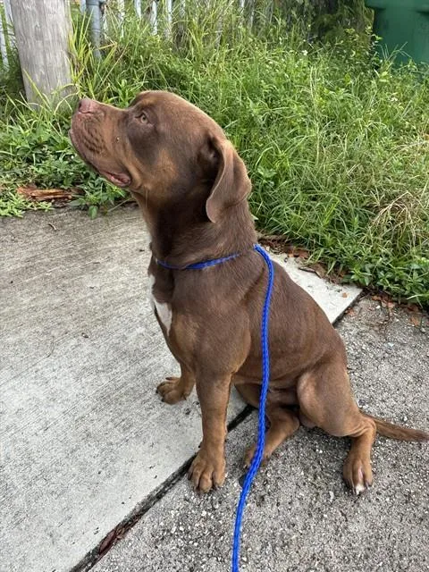 A young medium-sized male Terrier dog named Rocky for adoption in Miami, FL