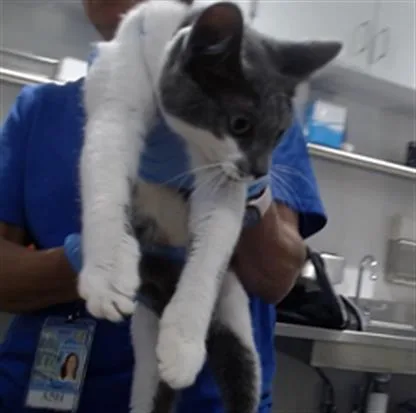 A young small-sized female Domestic Short Hair cat named Louisa for adoption in San Francisco, CA