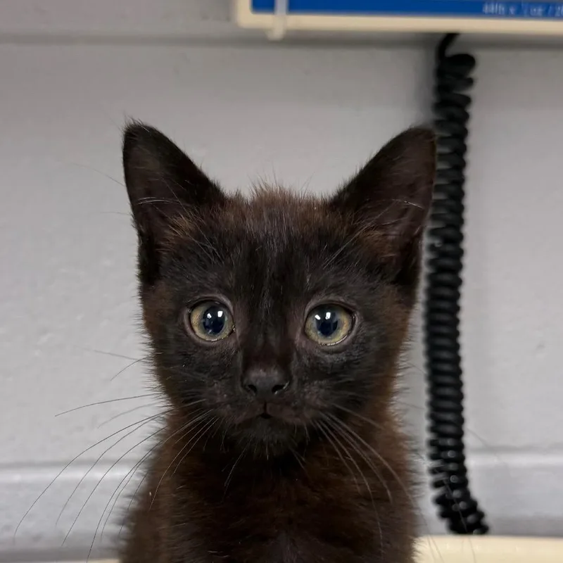 A baby small-sized male Black Domestic Medium Hair cat named Wilbur for adoption in Greenville, SC