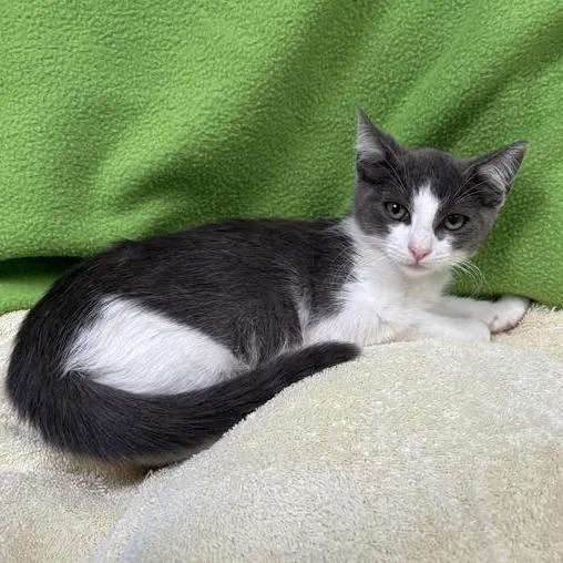 A baby small-sized female Gray / Blue / Silver Domestic Short Hair cat named Beth for adoption in Long Beach, CA