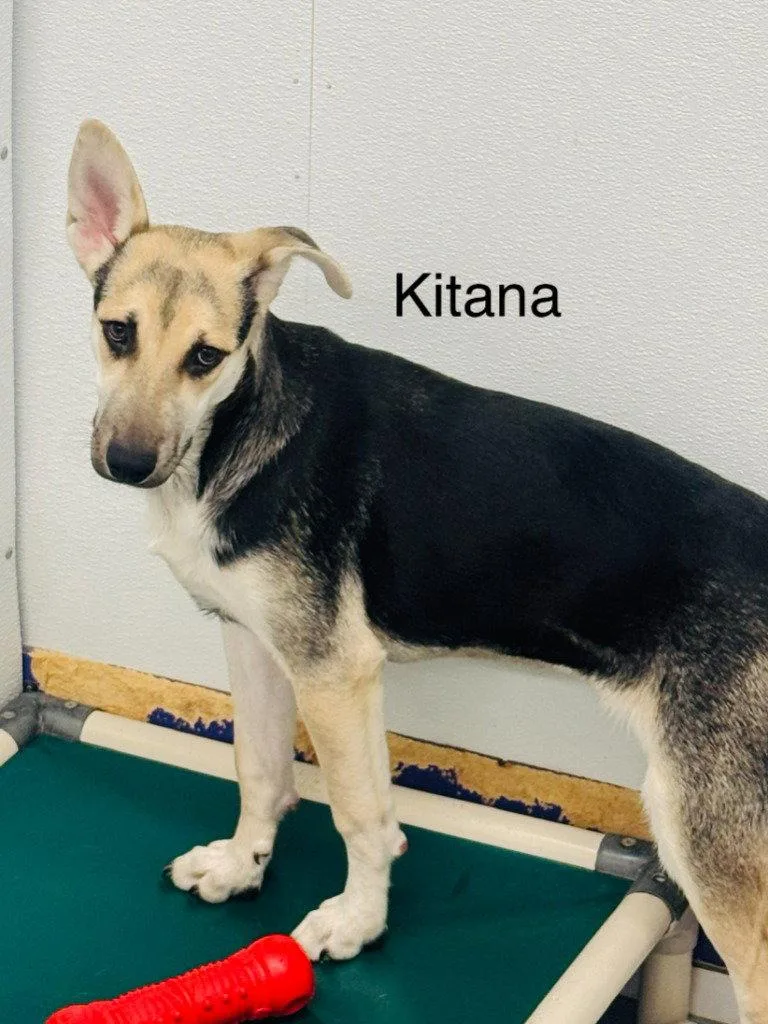A baby medium-sized female Terrier dog named Kitana for adoption in Saint George, UT