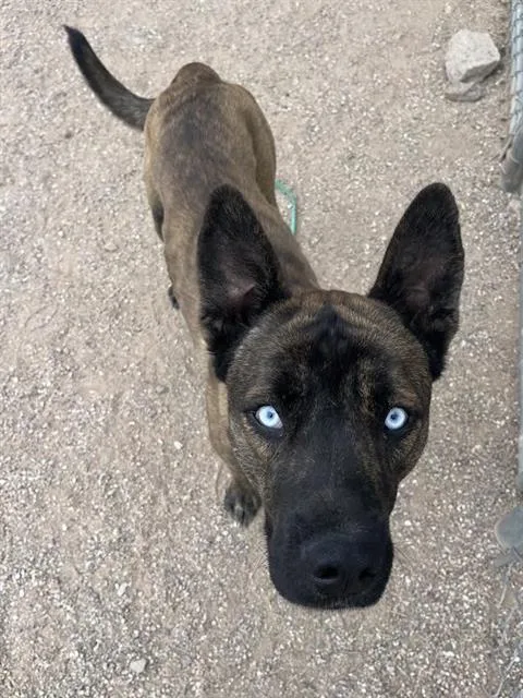 A young large-sized male Dutch Shepherd dog named Ryder for adoption in Tucson, AZ