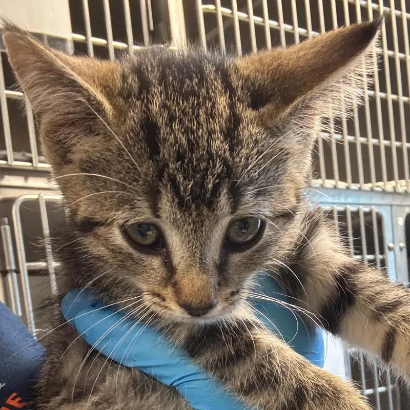 A baby small-sized female Domestic Short Hair cat named Mirabel for adoption in Birdsboro, PA