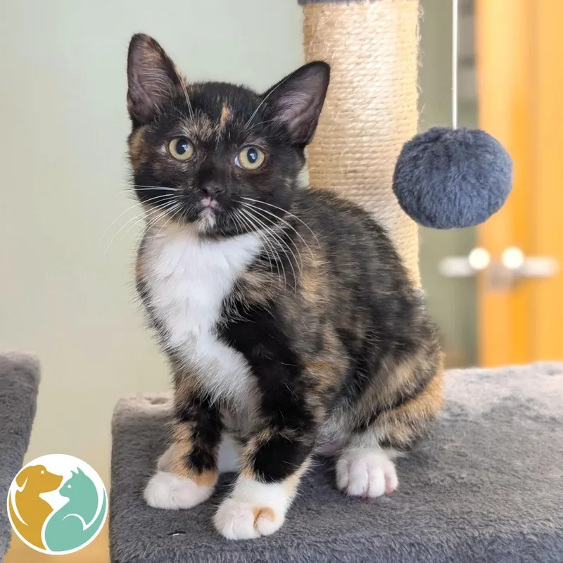 A baby small-sized female Calico Domestic Short Hair cat named Lida Bida Boda Butt for adoption in Toledo, OH