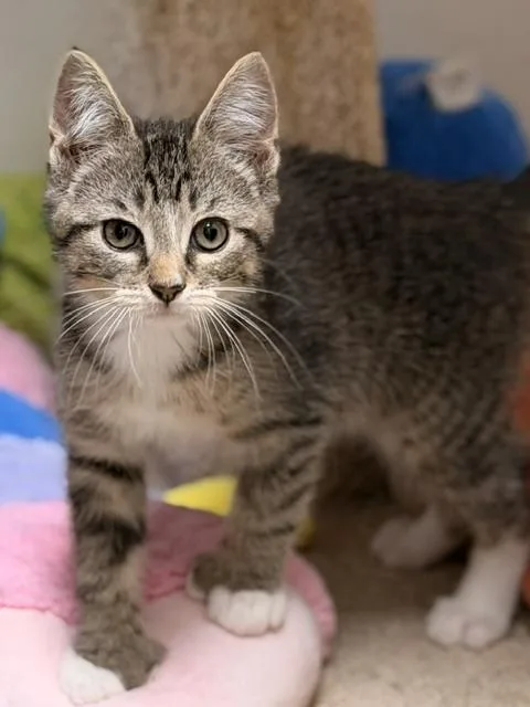 A baby medium-sized female Domestic Short Hair cat named Agnes for adoption in Allegan, MI