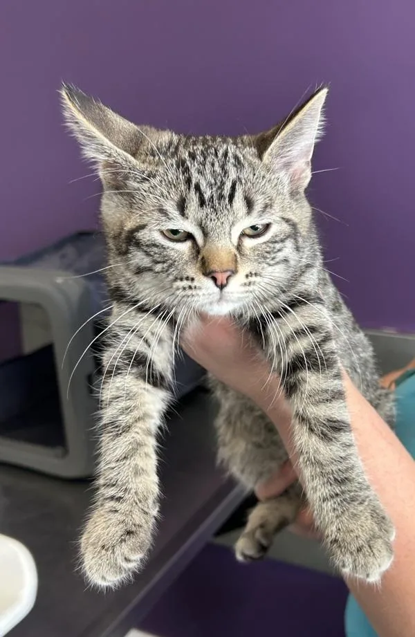 A baby small-sized male Domestic Short Hair cat named Newt for adoption in Salt Lake City, UT