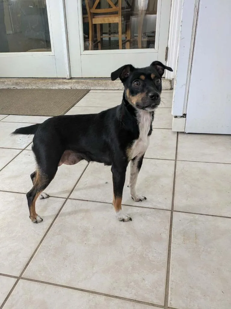 A young medium-sized female Terrier dog named Brittany for adoption in Orlando, FL
