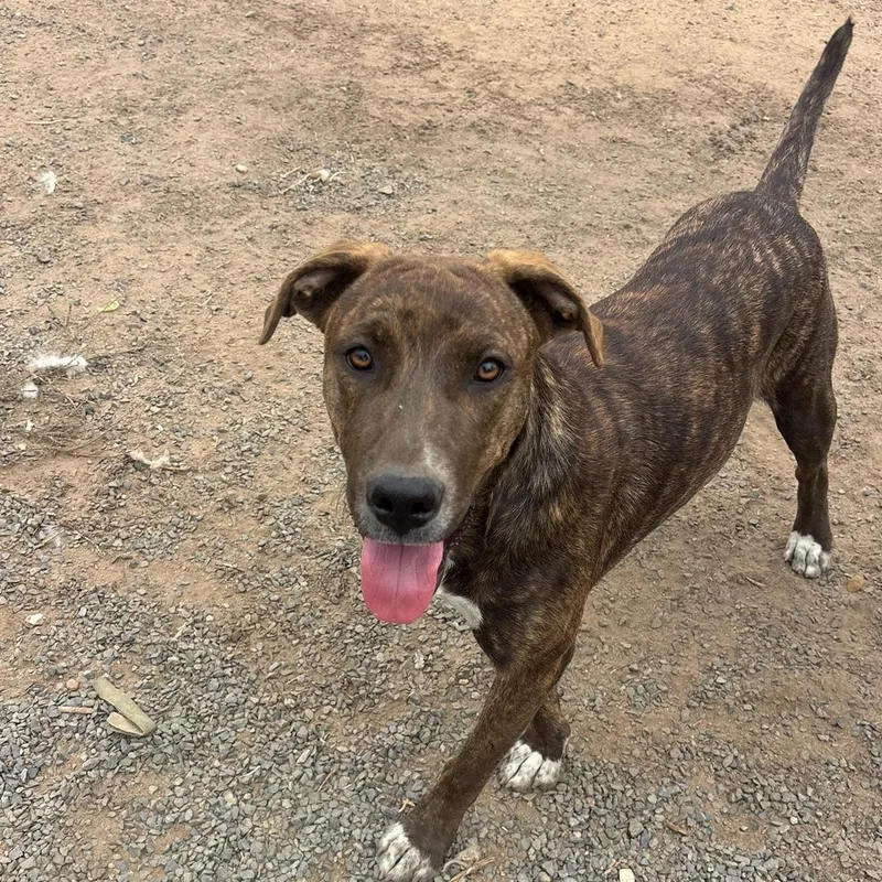 A young medium-sized female Brindle Labrador Retriever dog named Tyra for adoption in Santa Monica, CA