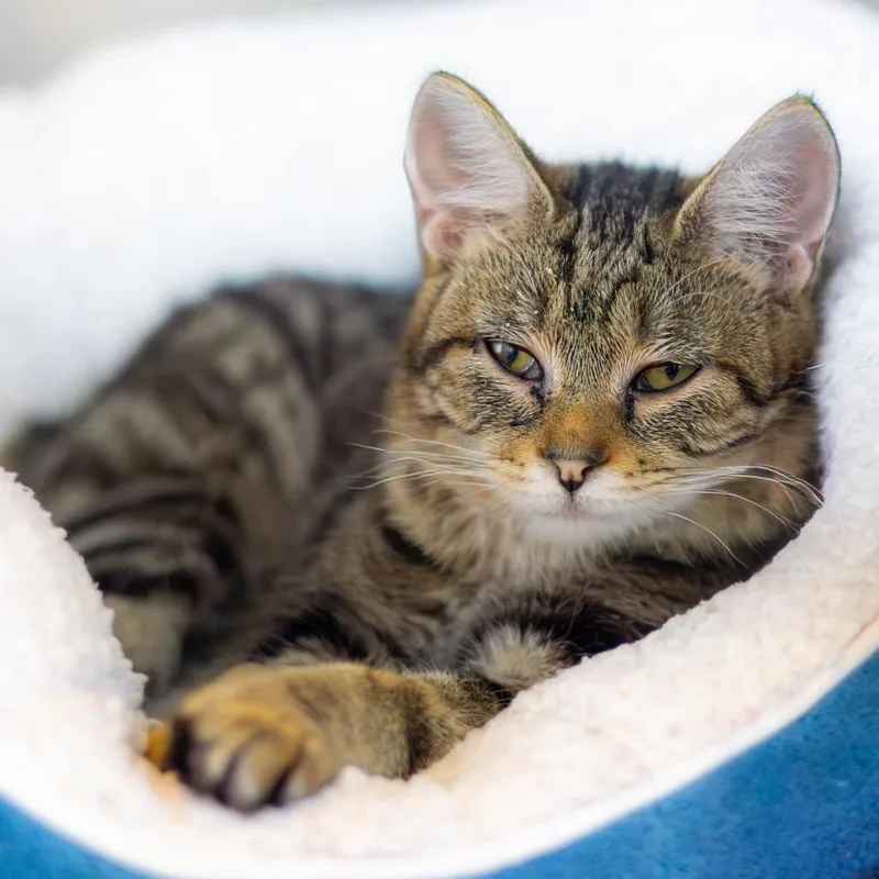 A young medium-sized female Brown / Chocolate Domestic Short Hair cat named Tiger for adoption in Wilmington, DE