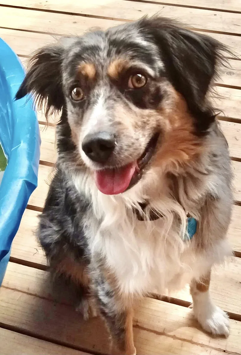 An adult medium-sized male Merle (Blue) Australian Shepherd dog named Arph   Sterling for adoption in North Richland Hills, TX