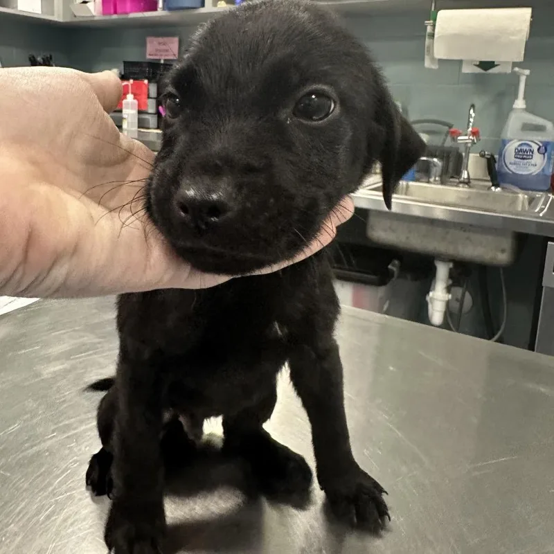 A baby small-sized male Black Mixed Breed dog named Apple Fritter for adoption in Greensboro, NC