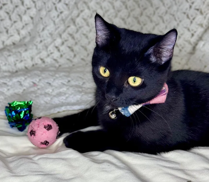 A young medium-sized female Black Domestic Short Hair cat named Lyonne & Marsay Meet for adoption in Waverly, IA
